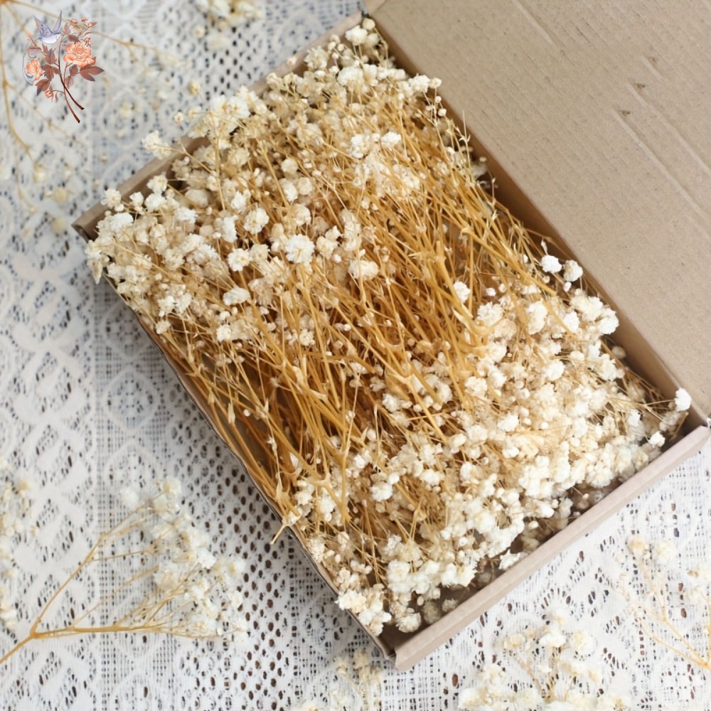 100pcs Mini Dried Baby's Breat - Craft Embellishments recension och pris